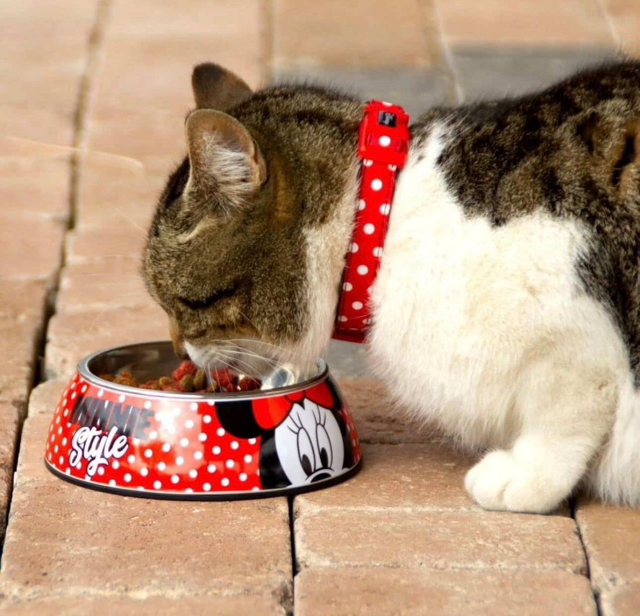 Ciotola cane e gatto Disney Minnie Mouse M