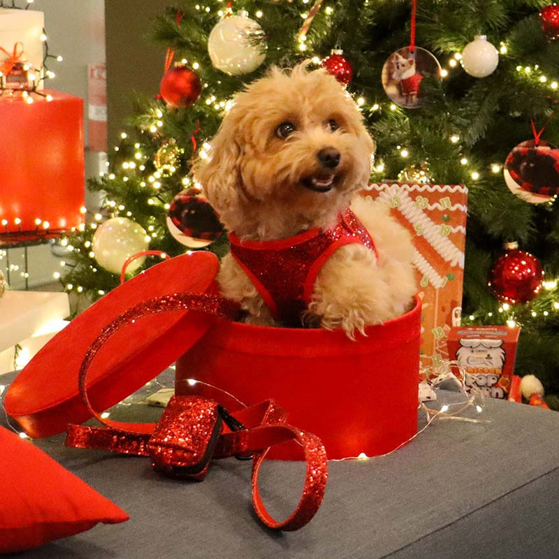 Pettorina per cani natalizia brillantini CROCI rossa