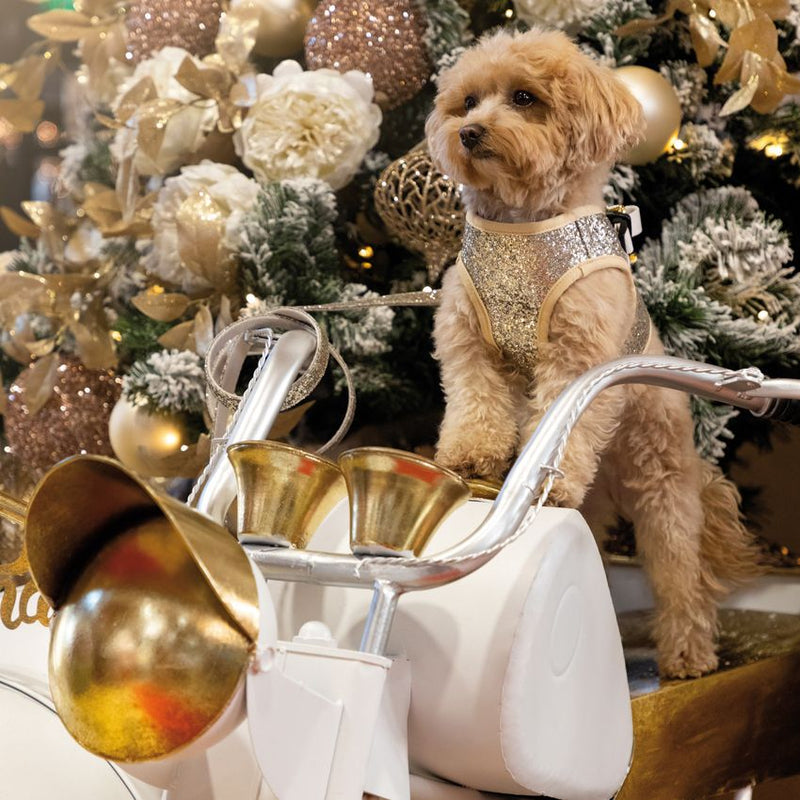 Pettorina per cani natalizia brillantini CROCI oro